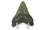 Fossil Megalodon Tooth - Georgia #144362-2